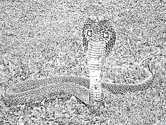 nyoka Kurasa Za Kupaka Rangi Zinazoweza Kuchapishwa